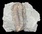 Bargain, Flexicalymene Trilobite - Ohio #55431-2